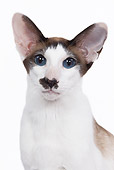 CAT 02 JE0093 01
Head Shot Of Seal Point Thai Cat Sitting On White Seamless
