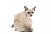 CAT 02 JE0094 01
Tonkinese Lilac Cat Sitting On White Seamless Looking Back