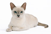 CAT 02 JE0095 01
Tonkinese Lilac Cat Laying On White Seamless
