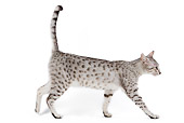 CAT 02 JE0096 01
Black And Silver Spotted Egyptian Mau Cat Walking On White Seamless