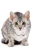 CAT 02 JE0097 01
Black And Silver Spotted Egyptian Mau Cat Sitting On White Seamless