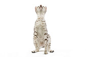 CAT 02 JE0098 01
Black And Silver Spotted Egyptian Mau Cat Sitting On White Seamless Looking Up