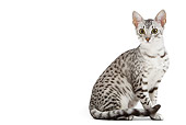 CAT 02 JE0099 01
Black And Silver Spotted Egyptian Mau Cat Sitting On White Seamless