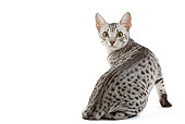 CAT 02 JE0100 01
Black And Silver Spotted Egyptian Mau Cat Sitting On White Seamless Looking Back