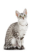 CAT 02 JE0101 01
Black And Silver Spotted Egyptian Mau Cat Sitting On White Seamless