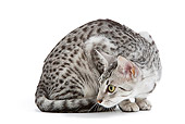 CAT 02 JE0102 01
Black And Silver Spotted Egyptian Mau Cat Sitting On White Seamless Crouching
