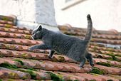 CAT 02 JE0103 01
Chartreux Cat Walking On Roof Profile