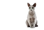 CAT 02 JE0104 01
Blue Russian Cat Sitting On White Seamless