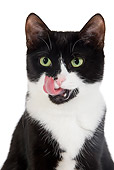 CAT 02 JE0106 01
Head Shot Of Black And White Alley Cat Licking Chops On White Seamless