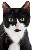 CAT 02 JE0107 01
Head Shot Of Black And White Alley Cat On White Seamless