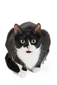 CAT 02 JE0108 01
Black And White Alley Cat Crouching On White Seamless
