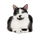 CAT 02 JE0109 01
Black And White Alley Cat Laying On White Seamless