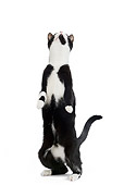 CAT 02 JE0110 01
Black And White Alley Cat Standing On Hind Legs On White Seamless