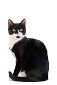 CAT 02 JE0111 01
Black And White Alley Cat Sitting On White Seamless