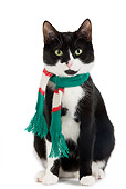 CAT 02 JE0112 01
Black And White Alley Cat Sitting On White Seamless Wearing Scarf