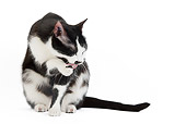 CAT 02 JE0113 01
Black And White Alley Cat Grooming On White Seamless