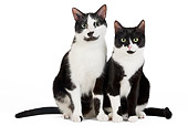 CAT 02 JE0114 01
Black And White Alley Cats Sitting On White Seamless