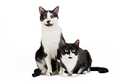 CAT 02 JE0115 01
Black And White Alley Cats Sitting And Laying On White Seamless