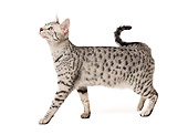 CAT 02 JE0120 01
Egyptian Mau Cat Standing On White Seamless Profile