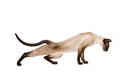 CAT 02 JE0121 01
Seal Point Siamese Cat Stretching On White Seamless Profile