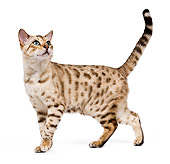 CAT 02 JE0122 01
Seal Mink Snow Bengal Cat Standing On White Seamless
