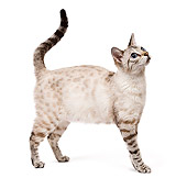 CAT 02 JE0123 01
Seal Lynx Point Spotted Tabby Snow Bengal Cat Standing On White Seamless