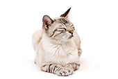 CAT 02 JE0124 01
Seal Lynx Point Spotted Tabby Snow Bengal Cat Laying On White Seamless