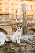 CAT 02 JE0126 01
White And Brown Alley Cat Sitting On Rocks Rome
