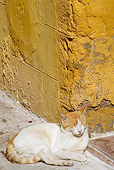 CAT 02 JE0127 01
Orange And White Alley Cat Laying By Yellow Wall Morocco