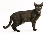 CAT 02 JE0129 01
Egyptian Mau Cat Standing On White Seamless Profile