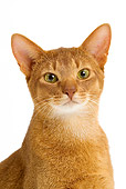 CAT 02 JE0130 01
Head Shot Of Red Abyssinian Cat On White Seamless