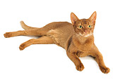 CAT 02 JE0131 01
Abyssinian Sorrel Cat Laying On White Seamless