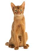 CAT 02 JE0132 01
Abyssinian Sorrel Cat Sitting On White Seamless