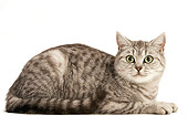 CAT 02 JE0134 01
British Shorthair Laying On White Seamless