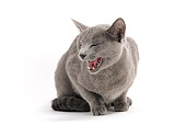 CAT 02 JE0135 01
Russian Blue Cat Sitting On White Seamless Yawning