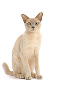 CAT 02 JE0136 01
Lilac Cream Burmese Cat Sitting On White Seamless