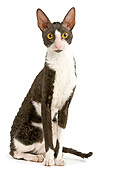 CAT 02 JE0137 01
Black And White Cornish Rex Cat Sitting On White Seamless