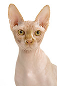 CAT 02 JE0138 01
Head Shot Of Sphynx Cat On White Seamless