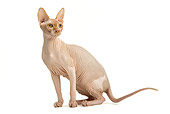 CAT 02 JE0139 01
Sphynx Cat Sitting On White Seamless