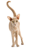 CAT 02 JE0140 01
Oriental Fawn Cat Standing On White Seamless