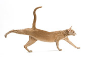 CAT 02 JE0141 01
Oriental Fawn Cat Running On White Seamless