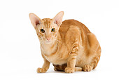 CAT 02 JE0142 01
Oriental Red Blotched Tabby On White Seamless