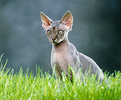 CAT 02 JE0145 01
Devon Rex Sitting On Grass
