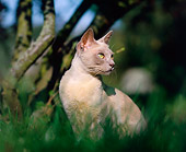 CAT 02 JE0146 01
Burmese Cat Sitting On Grass By Trees