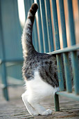 CAT 02 JE0147 01
Backside Of Alley Cat Squeezing Through Bars Of Gate Rome