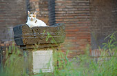 CAT 02 JE0148 01
Alley Cat Resting Rome