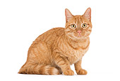 CAT 02 JE0149 01
Orange Alley Cat Sitting On White Seamless