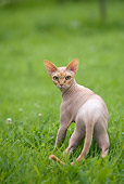 CAT 02 JE0151 01
Sphynx Cat Standing On Grass Looking Back