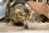 CAT 02 JE0152 01
Alley Cat Watching Mouse Peeking Out Of Hole In Floorboards