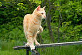 CAT 02 JE0154 01
Orange Tabby Cat Walking On Wooden Post